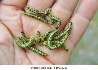 Caterpillars of the Box Tree Moth (Cydalima perspectalis) in Hand