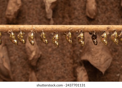 caterpillars and butterfly chrysalises hanging on a stick in a nursery - Powered by Shutterstock