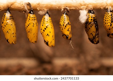 caterpillars and butterfly chrysalises hanging on a stick in a nursery - Powered by Shutterstock