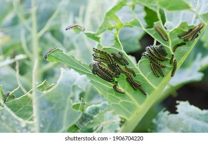 The caterpillars of the cabbage butterfly larvae eat the leaves of the white cabbage. Pests in garden plots. Selective focus. Close up.
