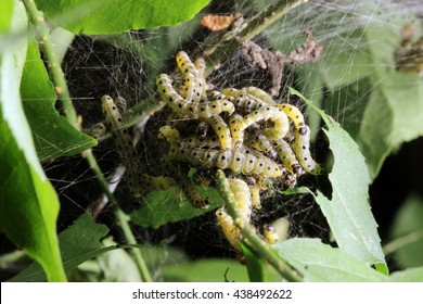 Caterpillars Codling Moth