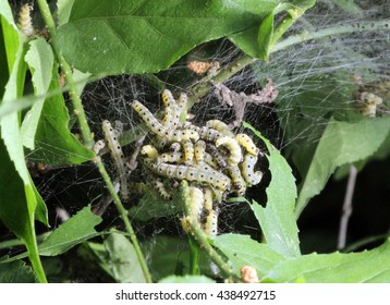 Caterpillars Codling Moth