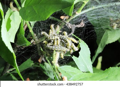 Caterpillars Codling Moth