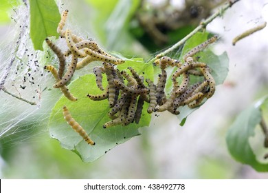 Caterpillars Codling Moth