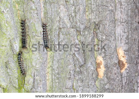 Caterpillars and egg beds of the gypsy moth (Lymantria dispar). It is a dangerous pest of trees in forests, parks, roadside and other alleys