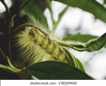 Ulat Bulu Images Stock Photos Vectors Shutterstock