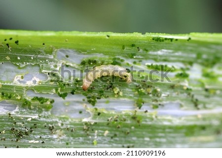 Caterpillars of leek moth or onion leaf miner Acrolepia assectella family Acrolepiidae. It is Invasive species a pest of leek crops. Larvae feed on Allium plants by mining into the leaves or bulbs