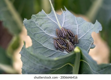 Caterpillars On Cabbage Close-up, Selective Focus Tinted Image, Pests On Cabbage Eat The Crop, Insect Invasion.