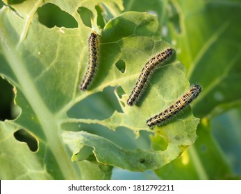 caterpillars on cabbage leaves. pests. the eaten crop. caterpillar close-up. - Powered by Shutterstock
