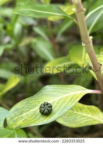 Caterpillars on flower plants excrete waste products into flowers. Stock photo © 