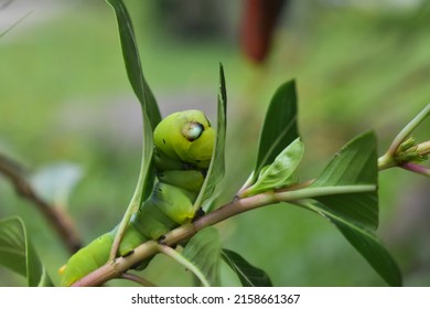 65,734 Worm on a green background Images, Stock Photos & Vectors