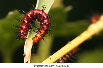 Caterpillars red