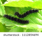 caterpillars of red admiral, Vanessa atalanta,