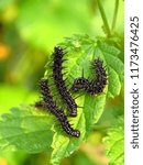 caterpillars of red admiral, Vanessa atalanta,