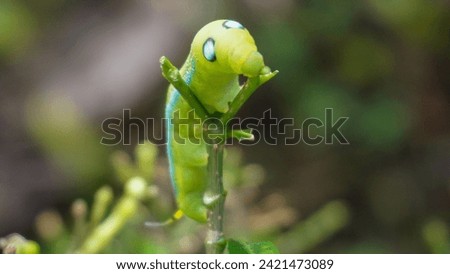 Caterpillars worm, green worm crawling on tree branches while eating leave.
