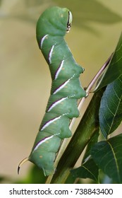 Caterpillasr Butterfly Known Privet Hawk Moth Stock Photo 738843400 ...