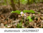 Catesbys Trillium in the Great Smoky Mountains National Park