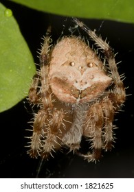 Catface spider