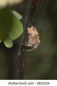 Catfaced spider profile