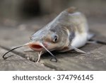 Catfish