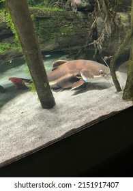 Catfish In Baltimore National Aquarium