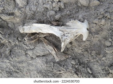 800 Dead Catfish Images, Stock Photos & Vectors | Shutterstock