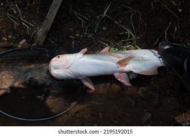 Catfish Caught By Someone While Fishing