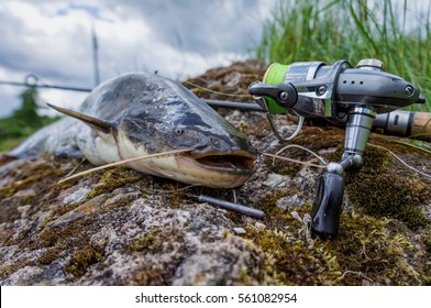 Catfish caught while fishing spinning rod.
