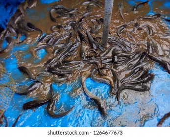 
catfish collection in the pond
