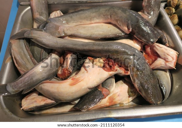 Catfish are a\
diverse group of ray-finned fish. Named for their prominent\
barbels, which resemble a cat\'s\
whiskers.