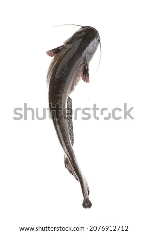 catfish fish weighing 7 kg isolated on white background. view from above