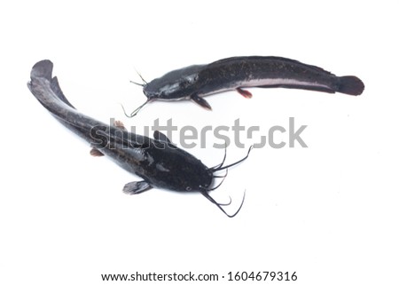Catfish from freshwater fishery isolated on white background ,selective focus