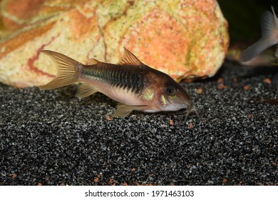 352 Green corydoras Images, Stock Photos & Vectors | Shutterstock