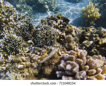 Catfish hides on coral. Exotic island shore shallow water. Tropical seashore landscape underwater photo. Coral reef animal. Sea nature. Sea fish in coral. Marine life undersea. Coral landscape - Powered by Shutterstock