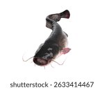 catfish isolated on white background