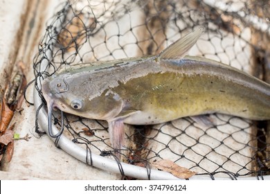 Catfish In Net