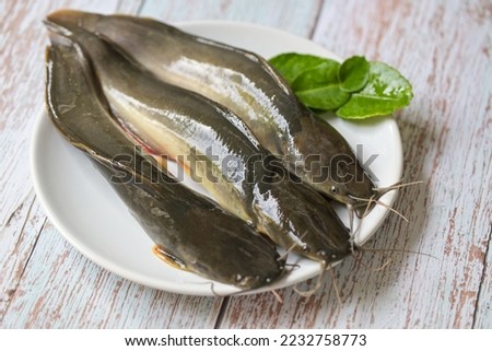 catfish on plate, fresh raw catfish freshwater fish, catfish for cooking food, fish with ingredients herb rosemary on wooden background