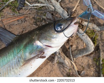 Catfish On A Stringer With Its Whiskers In A Handlebar Mustache