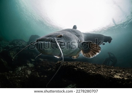 Catfish photographed by a diver below at the lake of constance