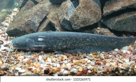 149 Marbled Catfish Images, Stock Photos & Vectors | Shutterstock