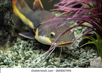 Catfish swims among the algae in the aquarium, Underwater photo