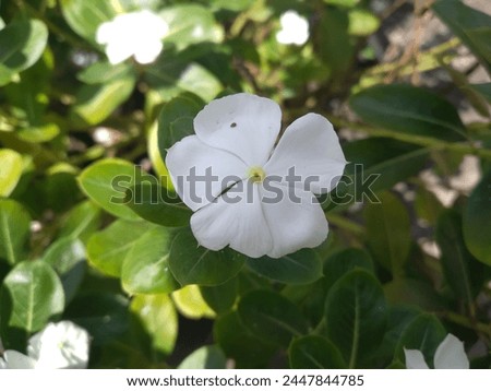 Catharanthus commonly known as bright eyes, cape, Madagascar, white periwinkle, graveyard plant, old maid is a species of flowering plant in the family Apocynaceae Ornamental medicinal.