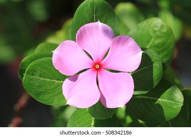 Catharanthus Roseus