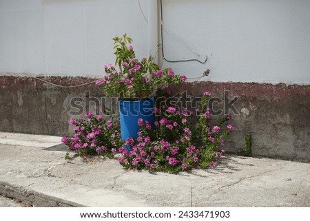 Catharanthus roseus blooms in August. Catharanthus roseus, bright eyes, Cape periwinkle, graveyard plant, Madagascar periwinkle, is a species of flowering plant in the family Apocynaceae. Rhodes 