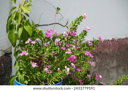 Catharanthus roseus blooms in August. Catharanthus roseus, bright eyes, Cape periwinkle, graveyard plant, Madagascar periwinkle, is a species of flowering plant in the family Apocynaceae. Rhodes 