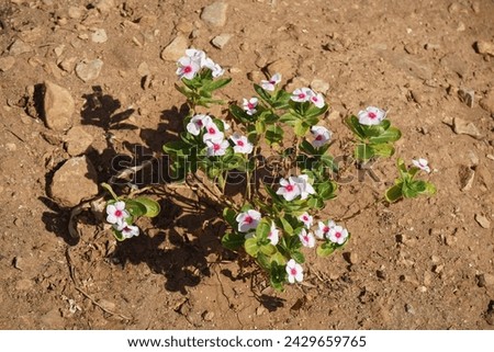 Catharanthus roseus blooms in September. Catharanthus roseus, bright eyes, Cape periwinkle, graveyard plant, Madagascar periwinkle,  is a species of flowering plant in the family Apocynaceae. Rhodes 