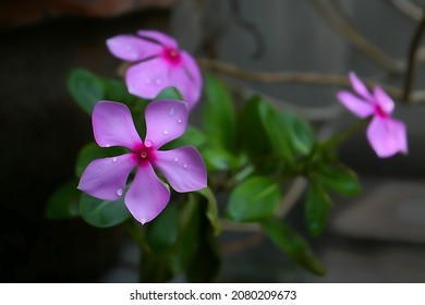 Catharanthus roseus, commonly known as bright eyes, Cape periwinkle, graveyard plant, Madagascar periwinkle, called Nayantara flower in Bengali language. Growing in Howrah, West Bengal, India - Shutterstock ID 2080209673