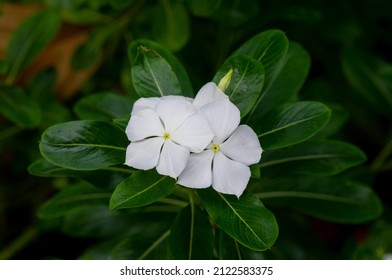 Catharanthus roseus flower, shallow focus, commonly known as the Madagascar periwinkle or Rose periwinkle or rosy periwinkle - Shutterstock ID 2122583375