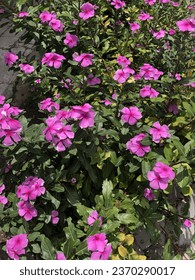 Catharanthus roseus or lilac vinca flowers or pervincire flowers are efficacious for the treatment of cancer or bunga tapak dara