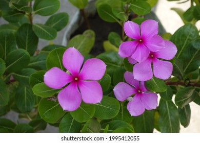 Catharanthus Roseus Or Pink Periwinkle Flowers Are Blooming In The Garden. Madagascar Periwinkle Flowers Top Angle Views. Bright Eyes Flower.